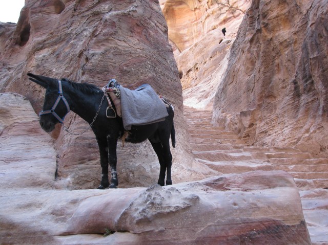 On the steps to the Monastery in Petra
