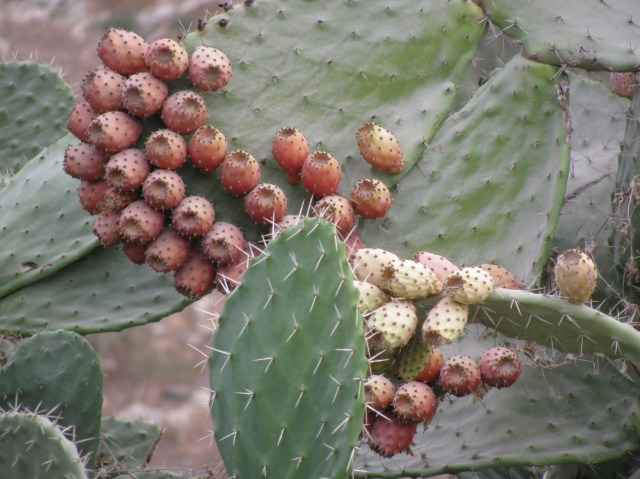 Cactus in Flower